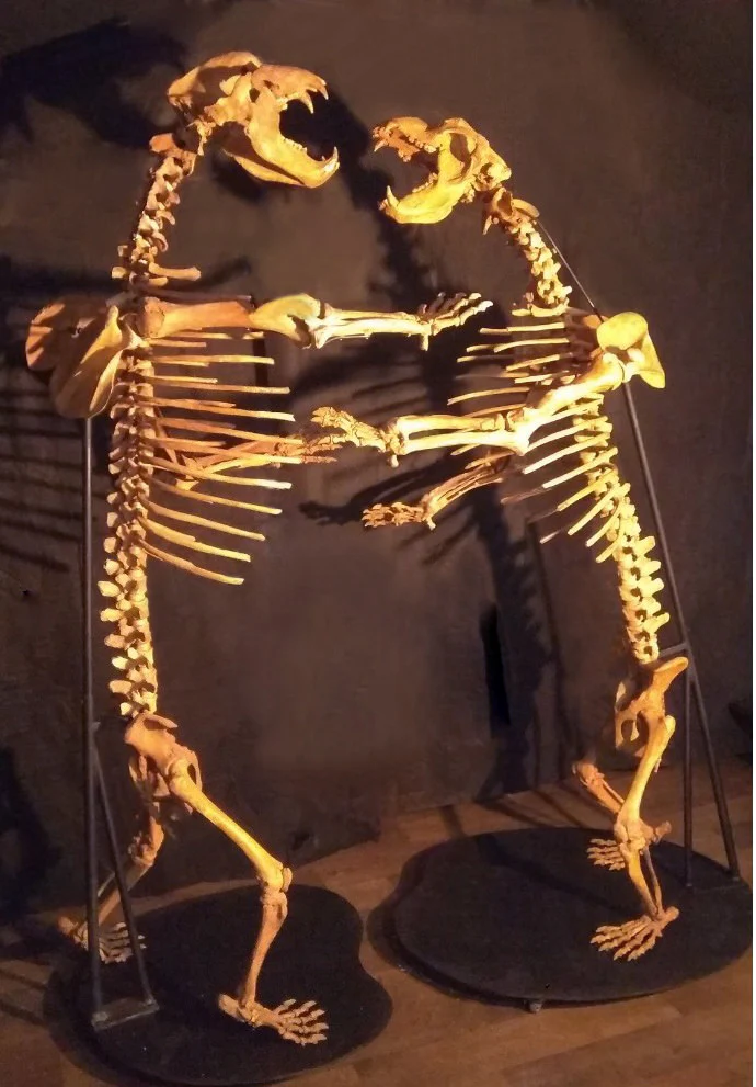 Spectacular Cave Bear Skeletons, 9'2" Tall - Image 3