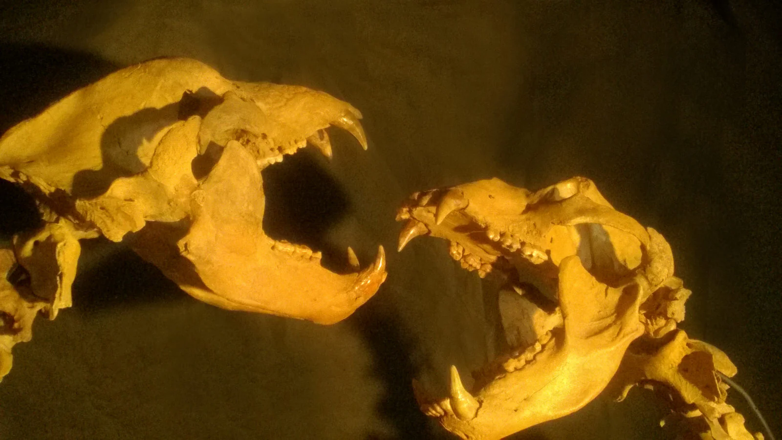 Spectacular Cave Bear Skeletons, 9'2" Tall - Image 4