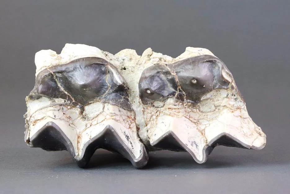 Gigantic Brontotherium (Titanotherium ingen) Teeth - 7.5 inches - Image 3