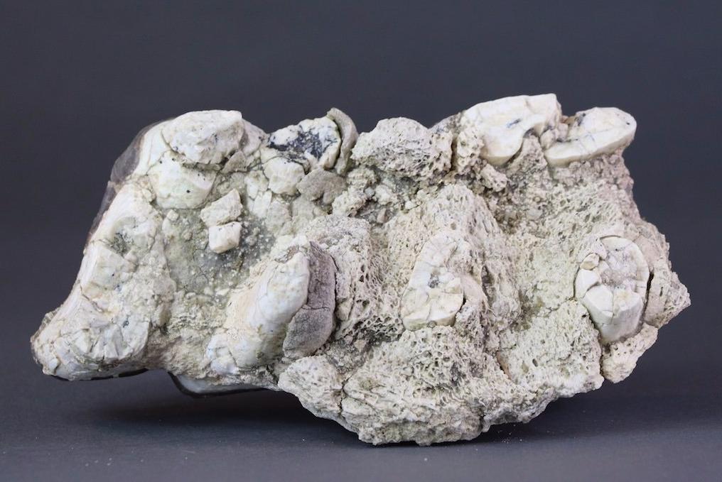 Gigantic Brontotherium (Titanotherium ingen) Teeth - 7.5 inches - Image 4