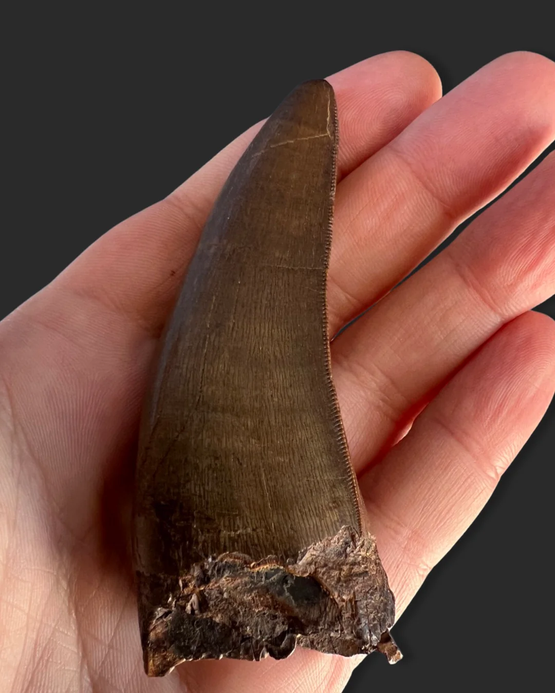 Large T. rex Tooth on Mammoth Ivory Pedestal - Image 10