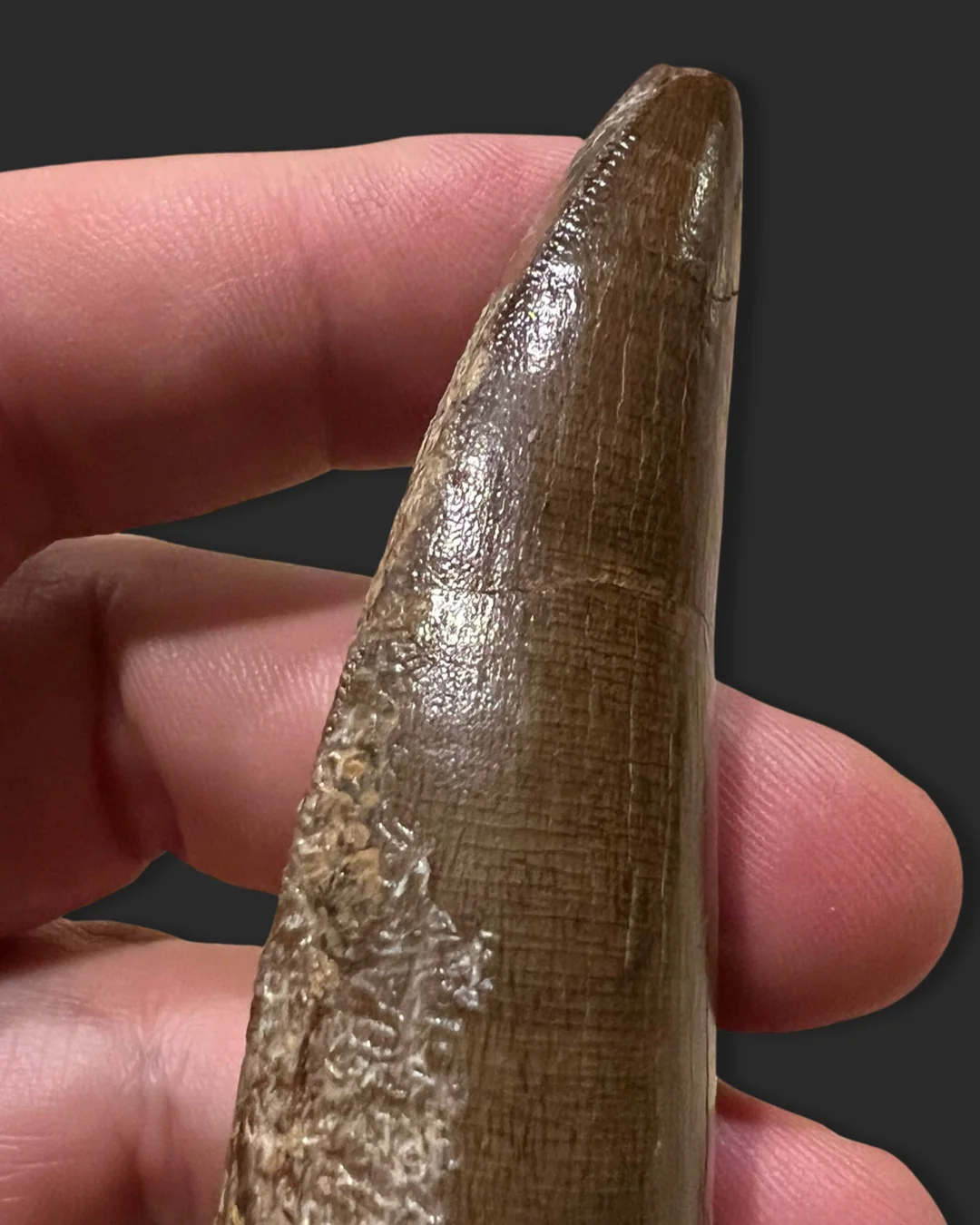 Large T. rex Tooth on Mammoth Ivory Pedestal - Image 11