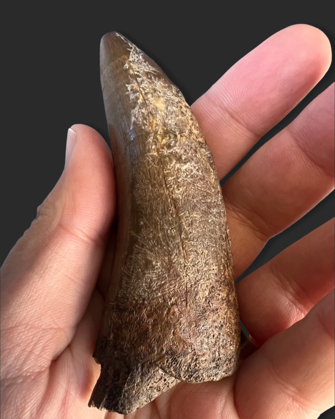 Large T. rex Tooth on Mammoth Ivory Pedestal - Image 12