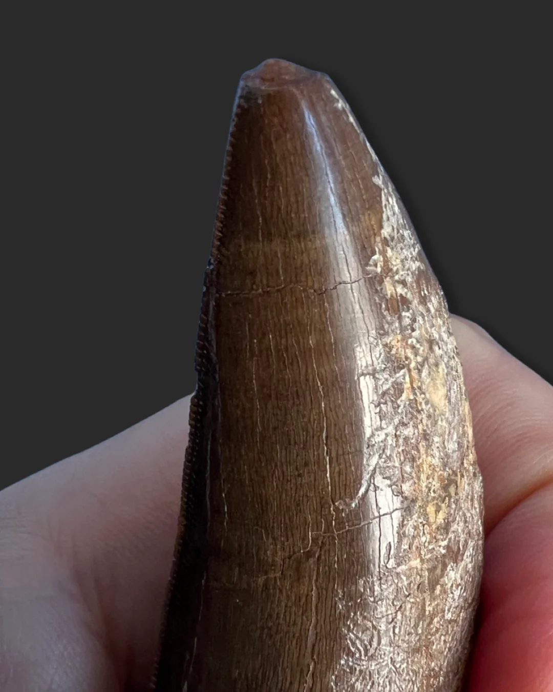 Large T. rex Tooth on Mammoth Ivory Pedestal - Image 13