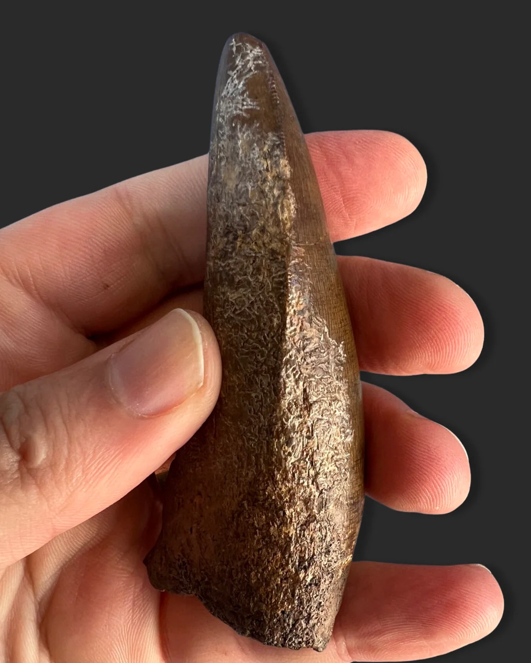 Large T. rex Tooth on Mammoth Ivory Pedestal - Image 14