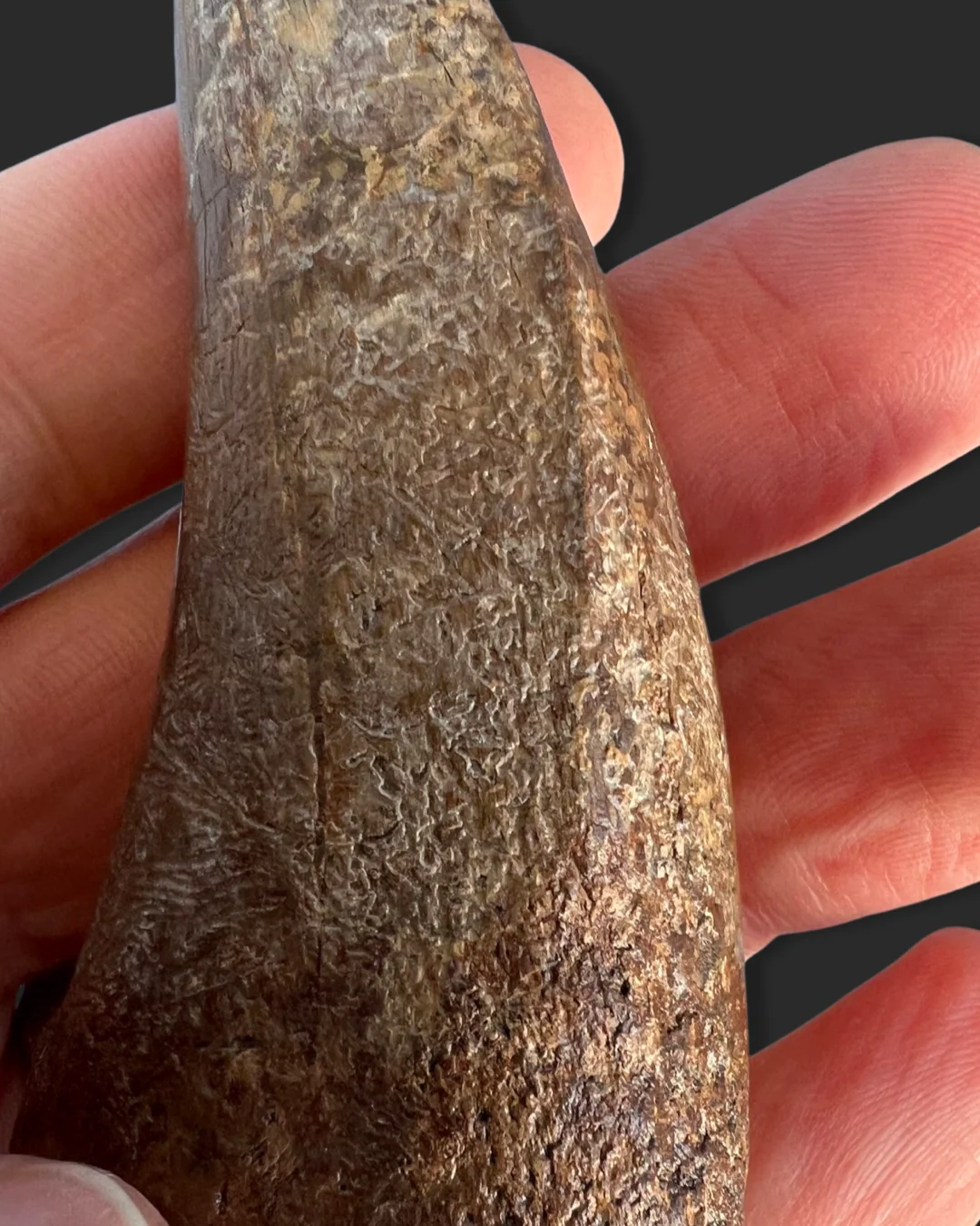 Large T. rex Tooth on Mammoth Ivory Pedestal - Image 15