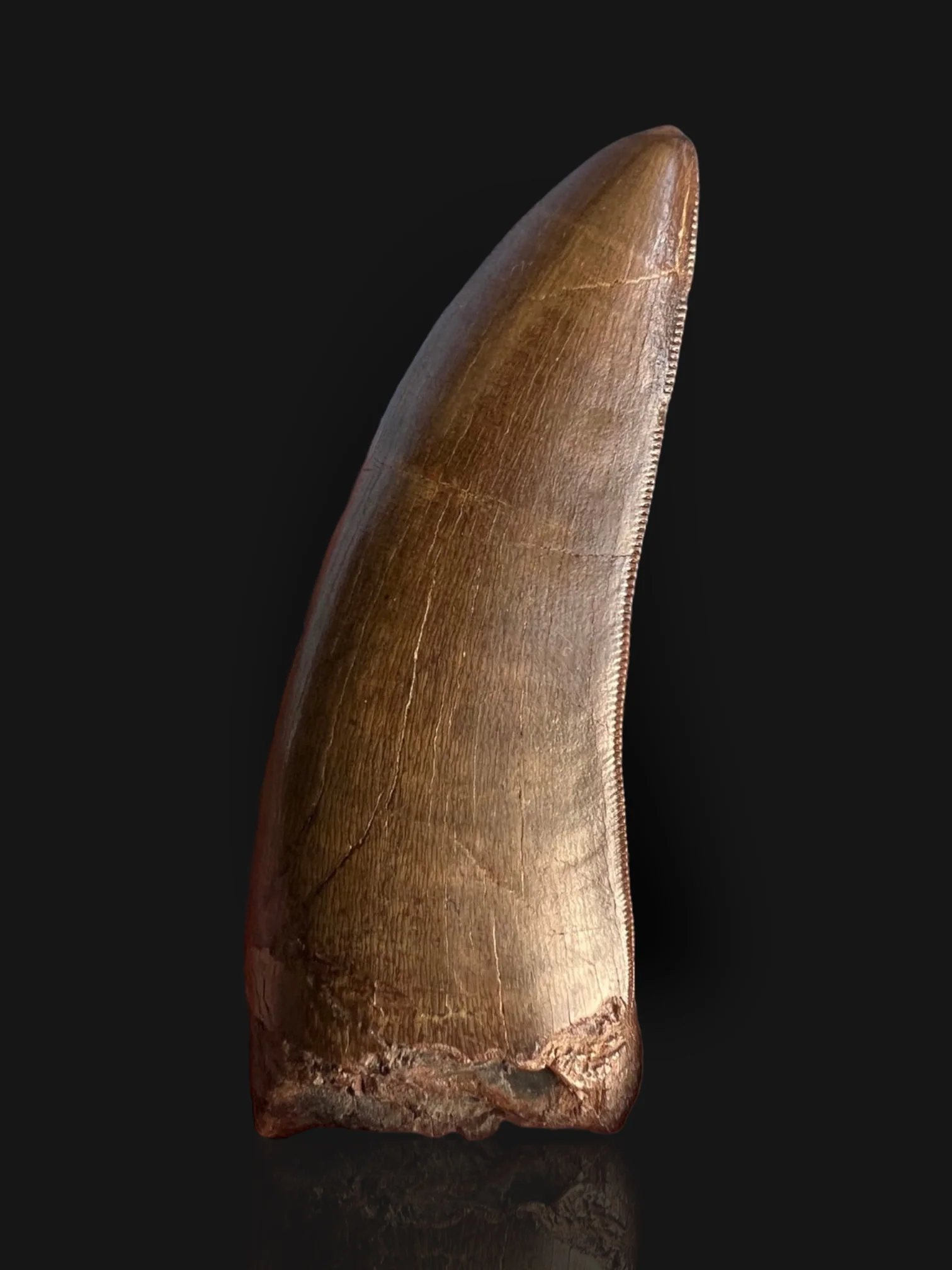 Large T. rex Tooth on Mammoth Ivory Pedestal - Image 3