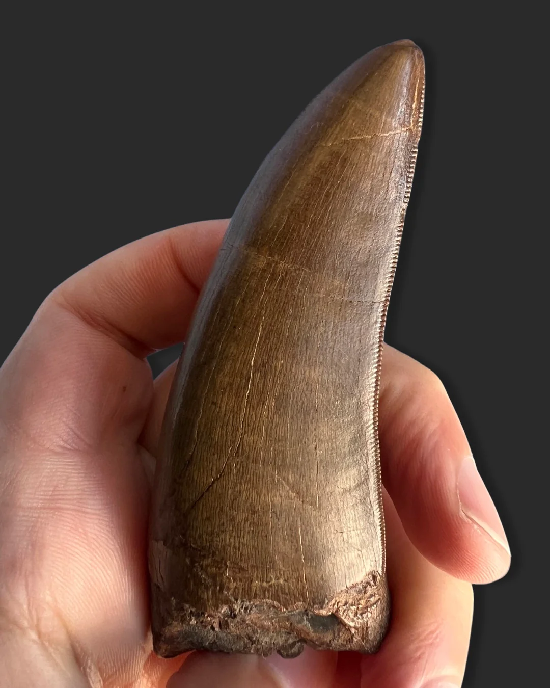 Large T. rex Tooth on Mammoth Ivory Pedestal - Image 4