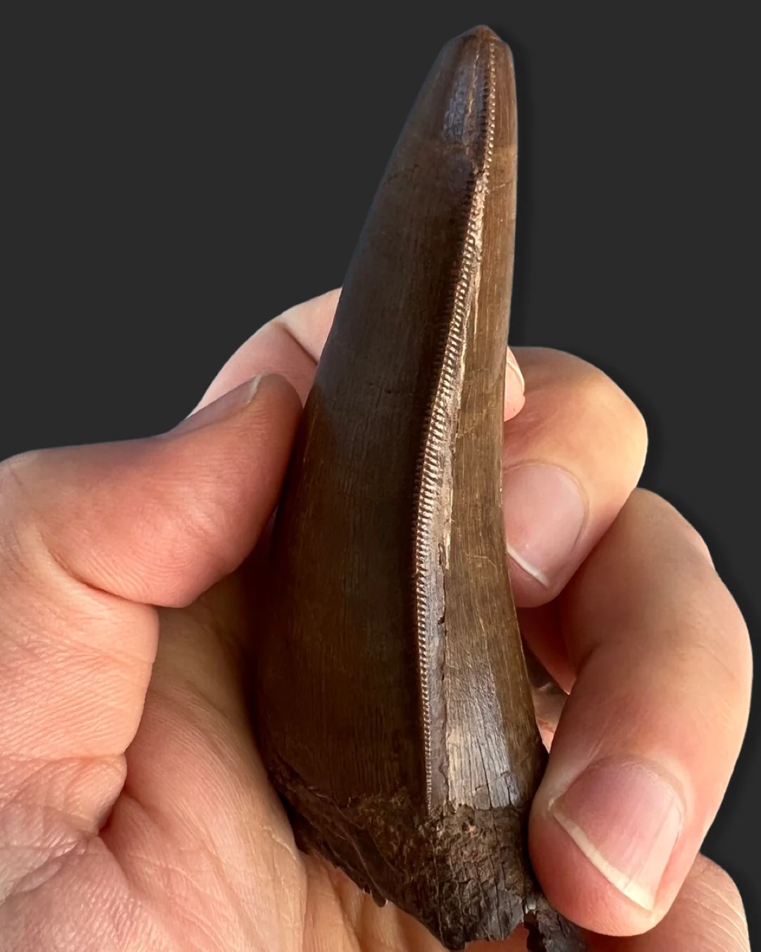 Large T. rex Tooth on Mammoth Ivory Pedestal - Image 5