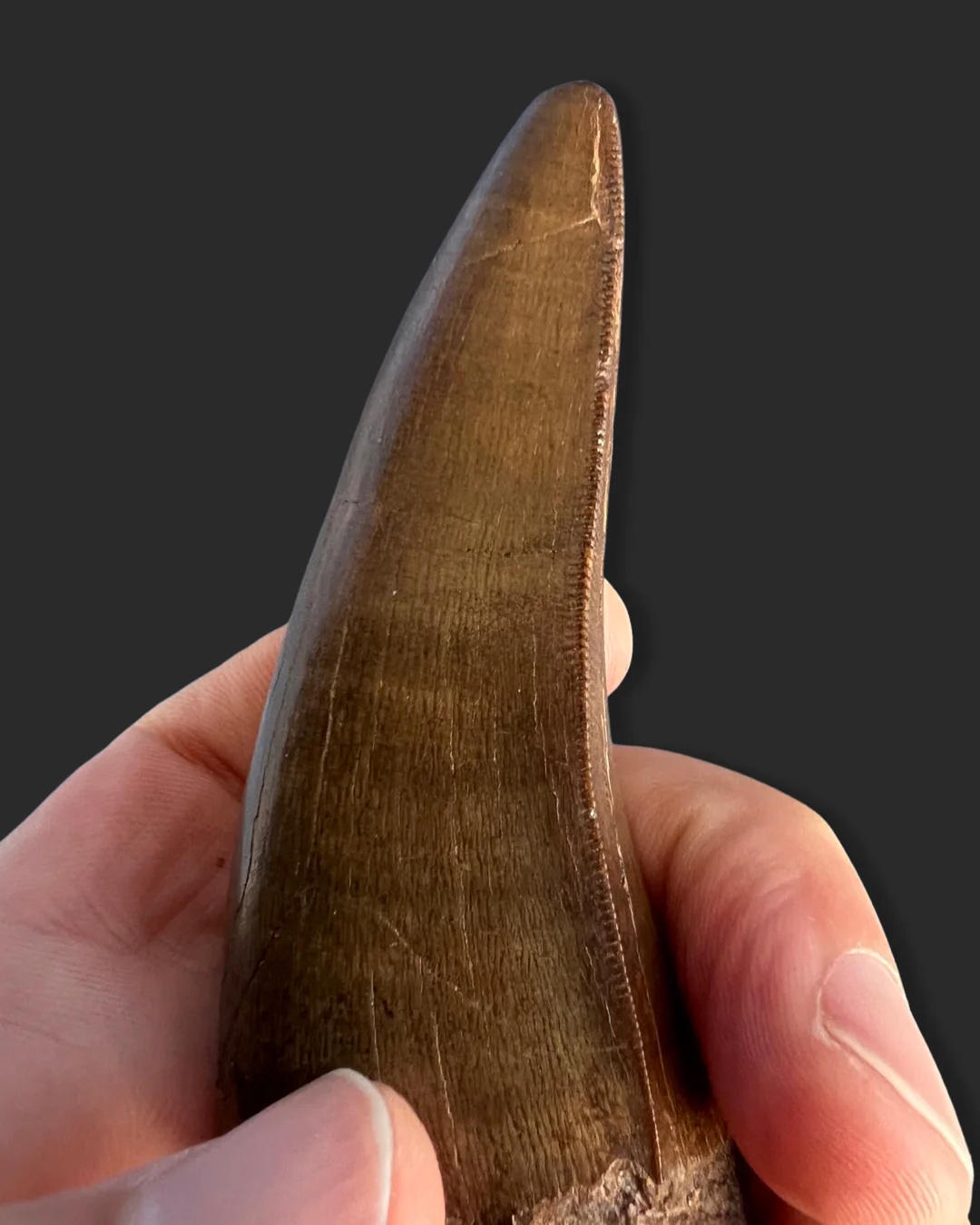 Large T. rex Tooth on Mammoth Ivory Pedestal - Image 6