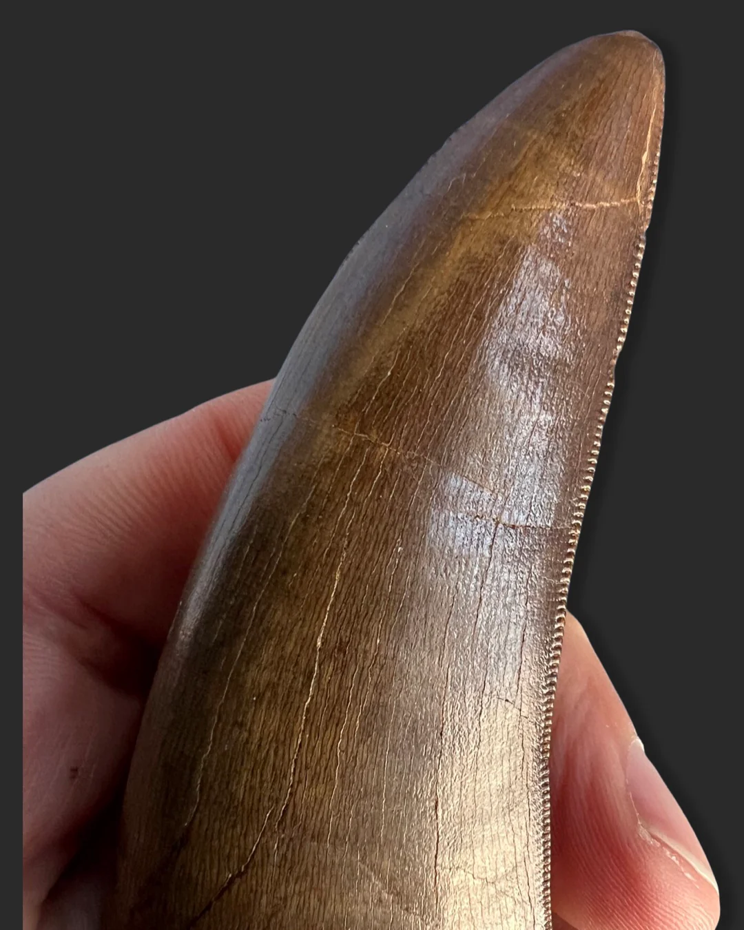 Large T. rex Tooth on Mammoth Ivory Pedestal - Image 7