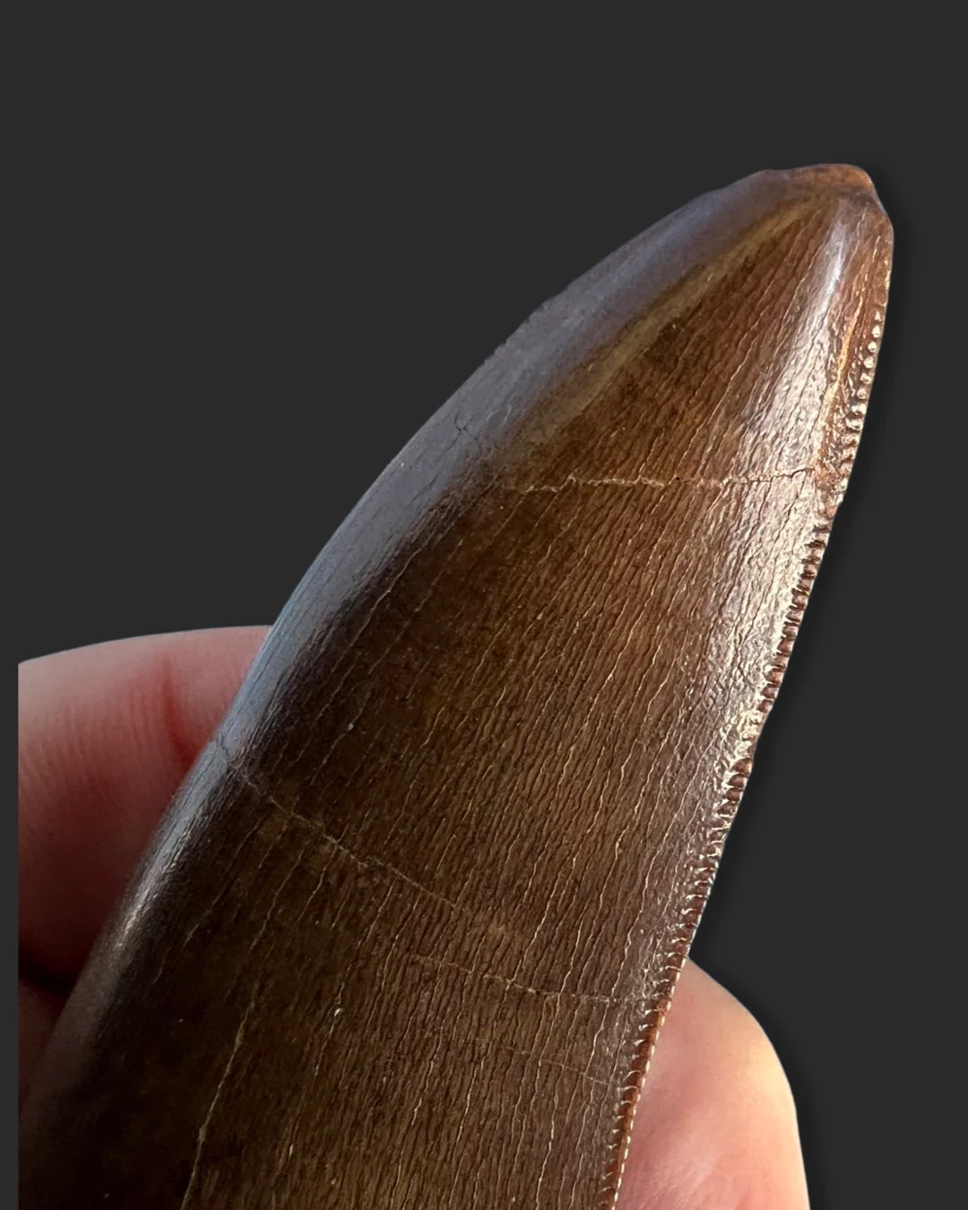 Large T. rex Tooth on Mammoth Ivory Pedestal - Image 8