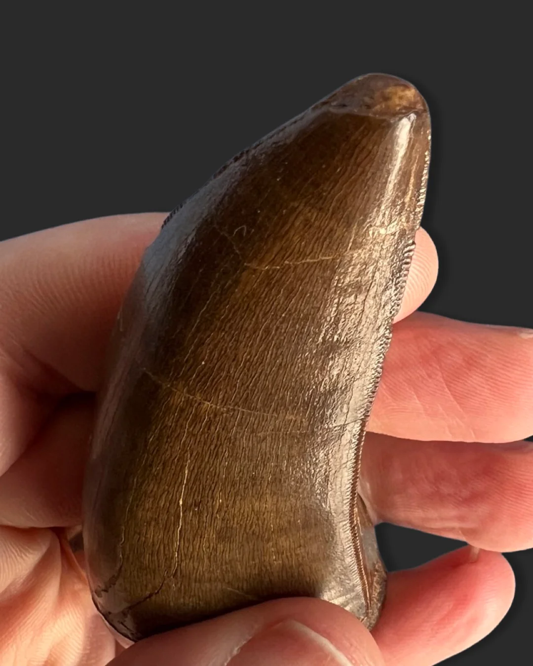 Large T. rex Tooth on Mammoth Ivory Pedestal - Image 9