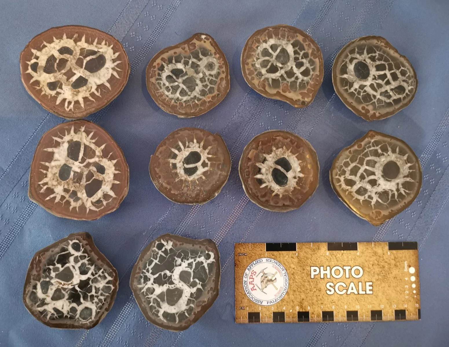 Set of 10 Cut Septarian Nodule Halves, Morocco - Image 3