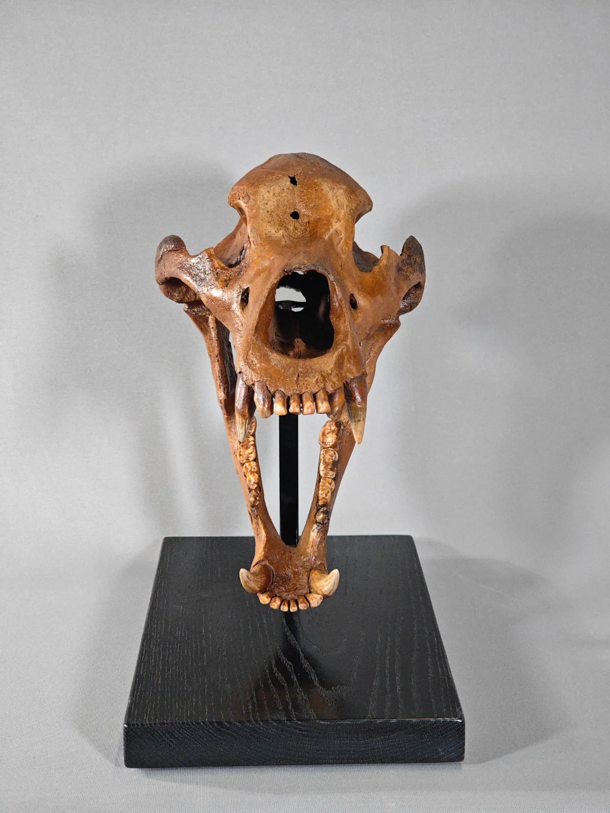 Fossil Cave Bear Skull, 18" - Image 10