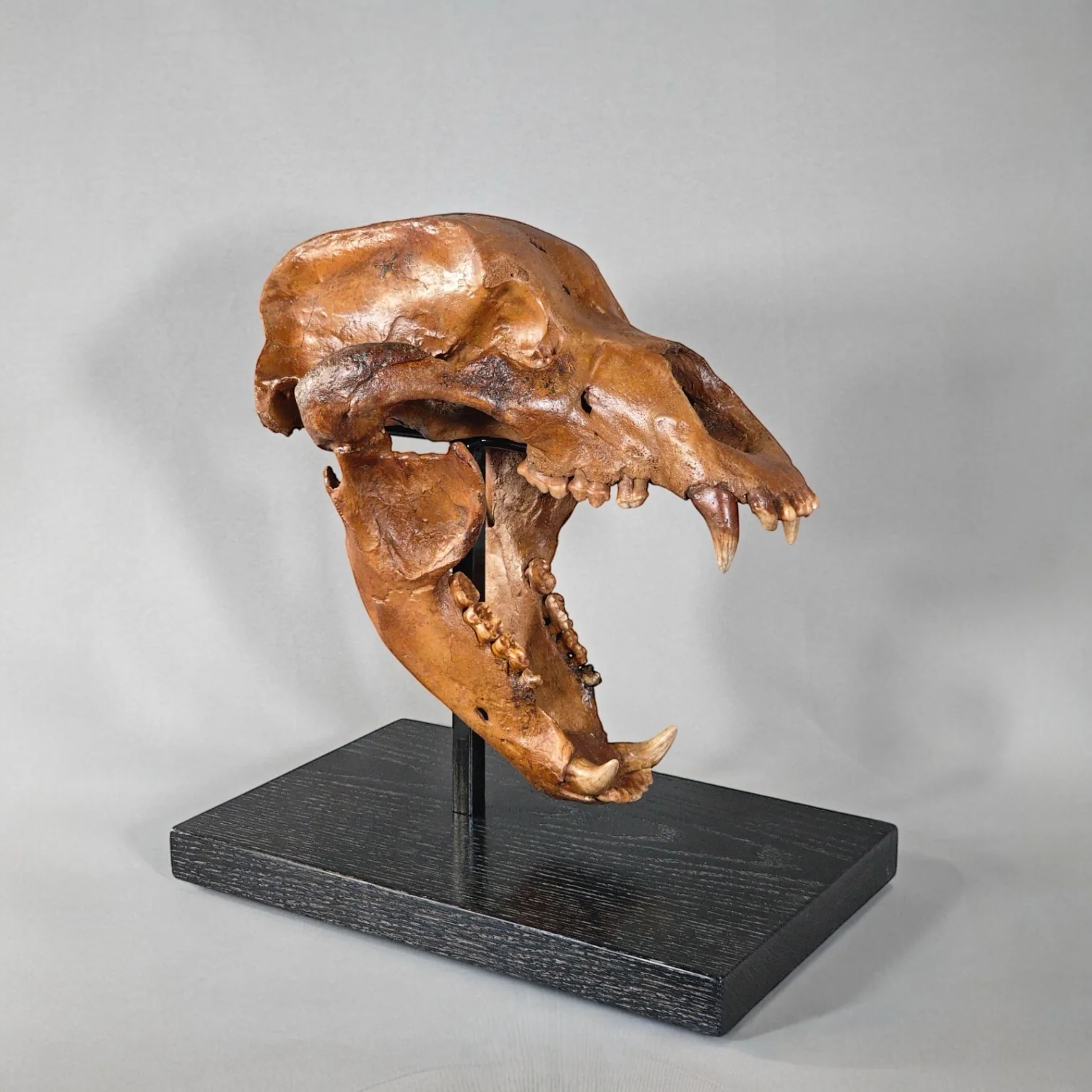 Fossil Cave Bear Skull, 18" - Image 3