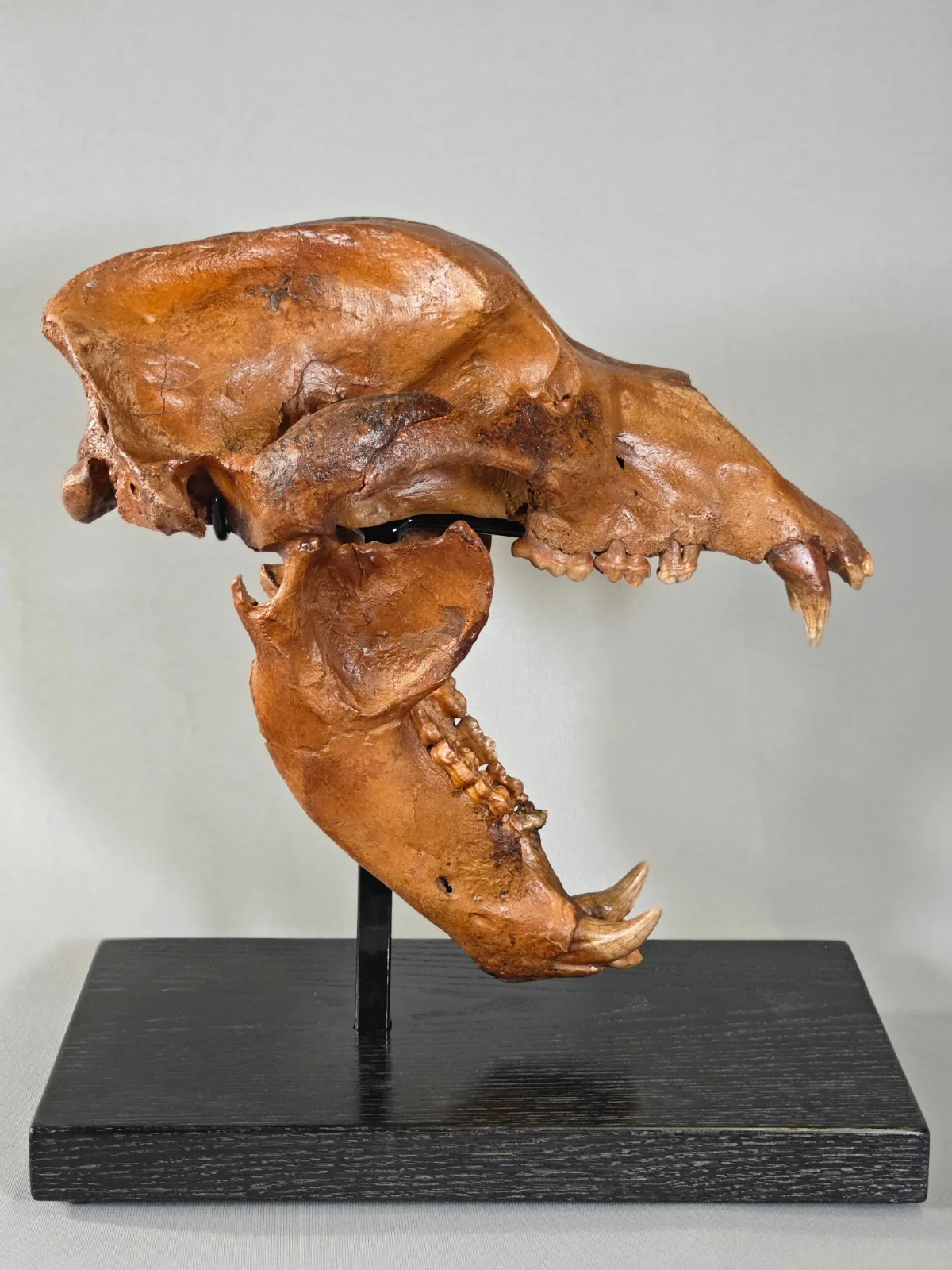 Fossil Cave Bear Skull, 18" - Image 4