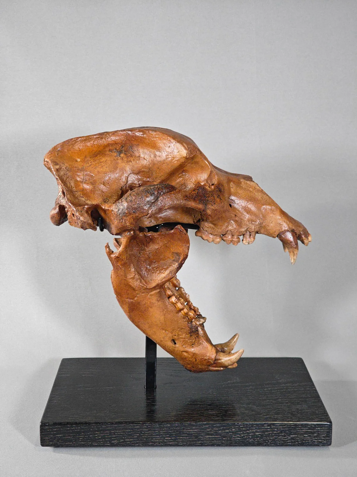 Fossil Cave Bear Skull, 18" - Image 5