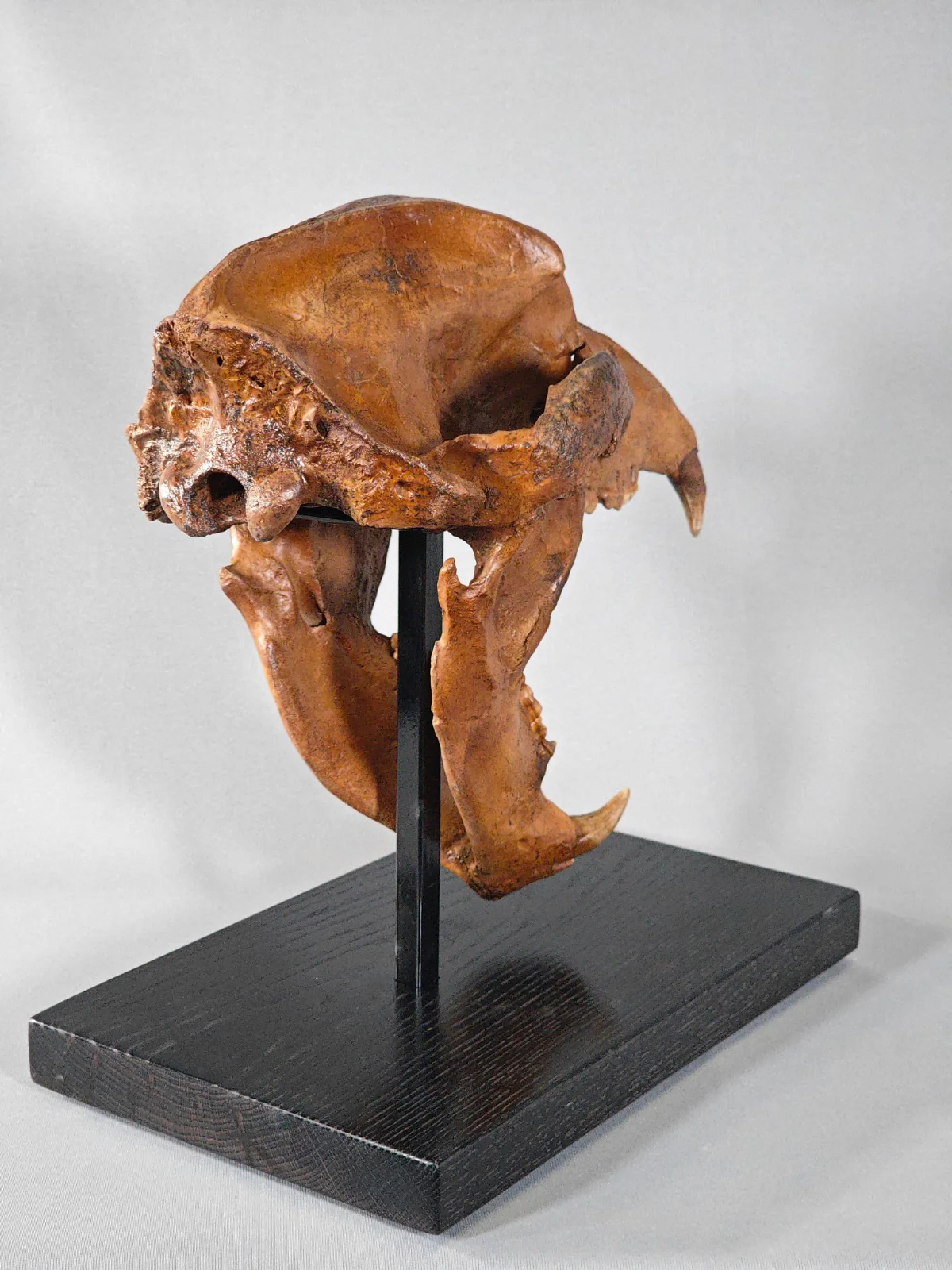 Fossil Cave Bear Skull, 18" - Image 6