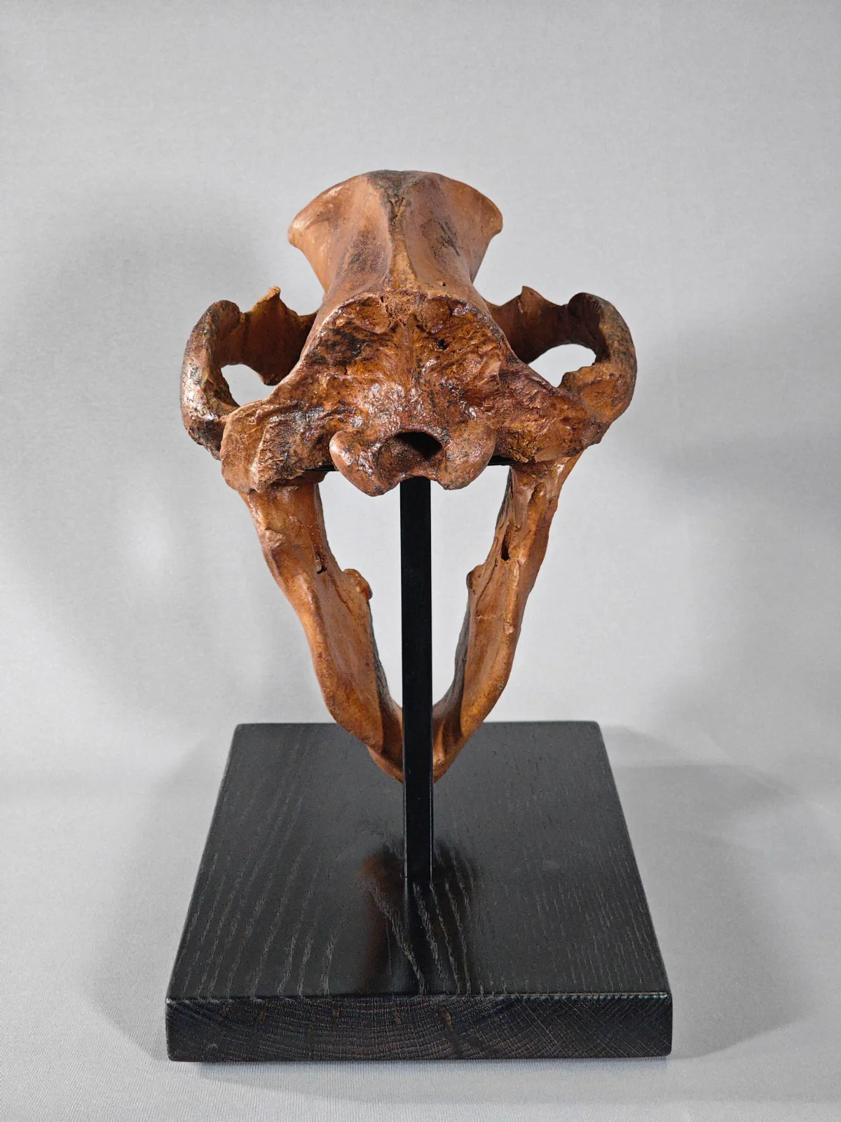 Fossil Cave Bear Skull, 18" - Image 7