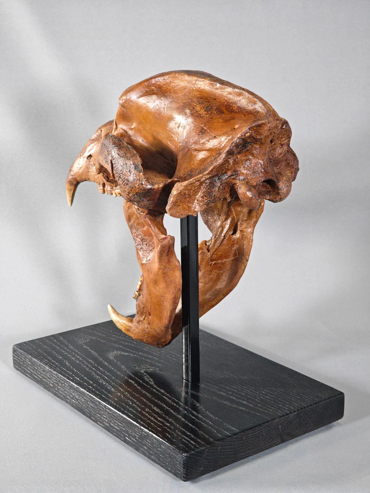 Fossil Cave Bear Skull, 18" - Image 8