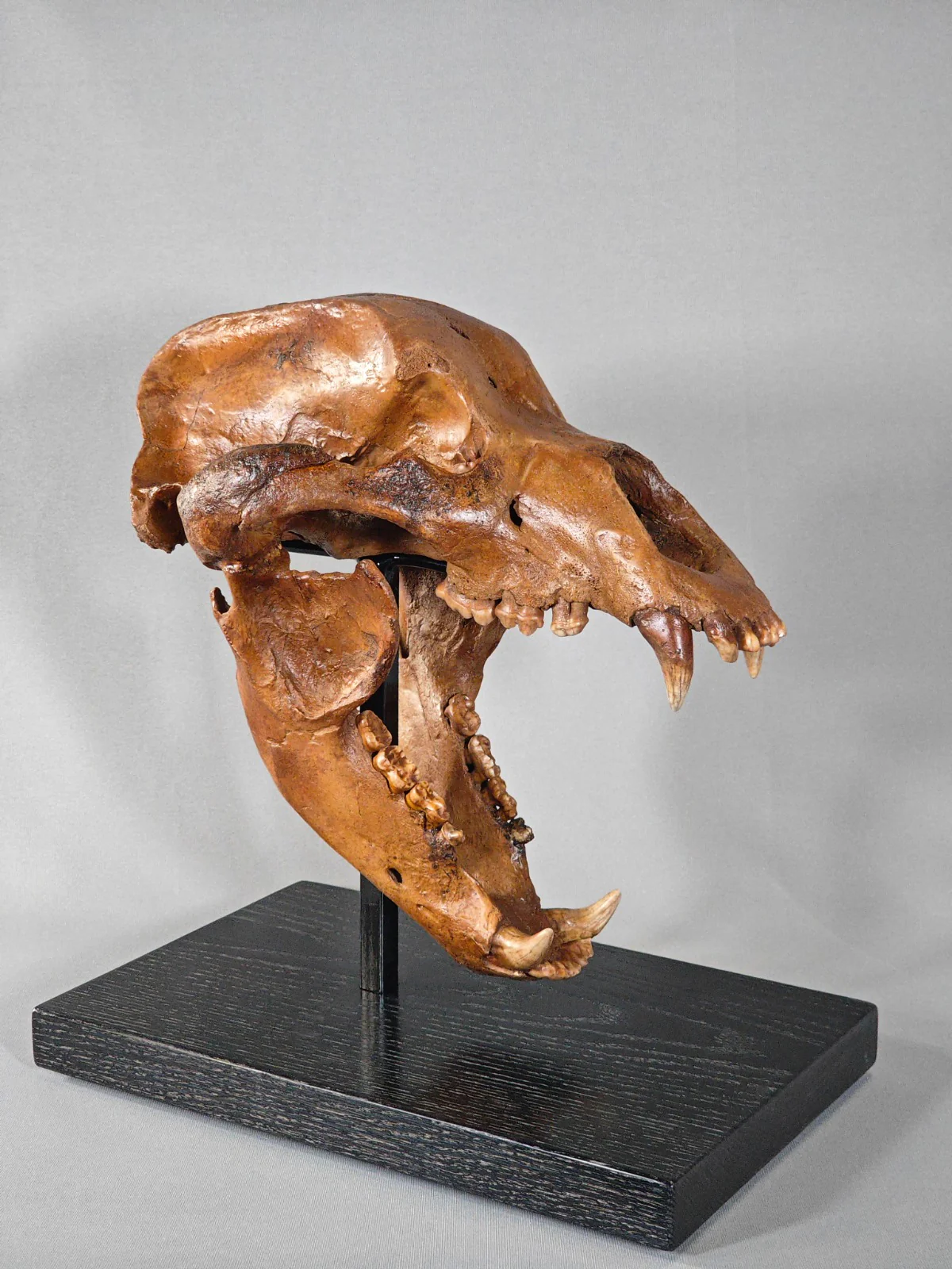 Fossil Cave Bear Skull, 18" - Image 9