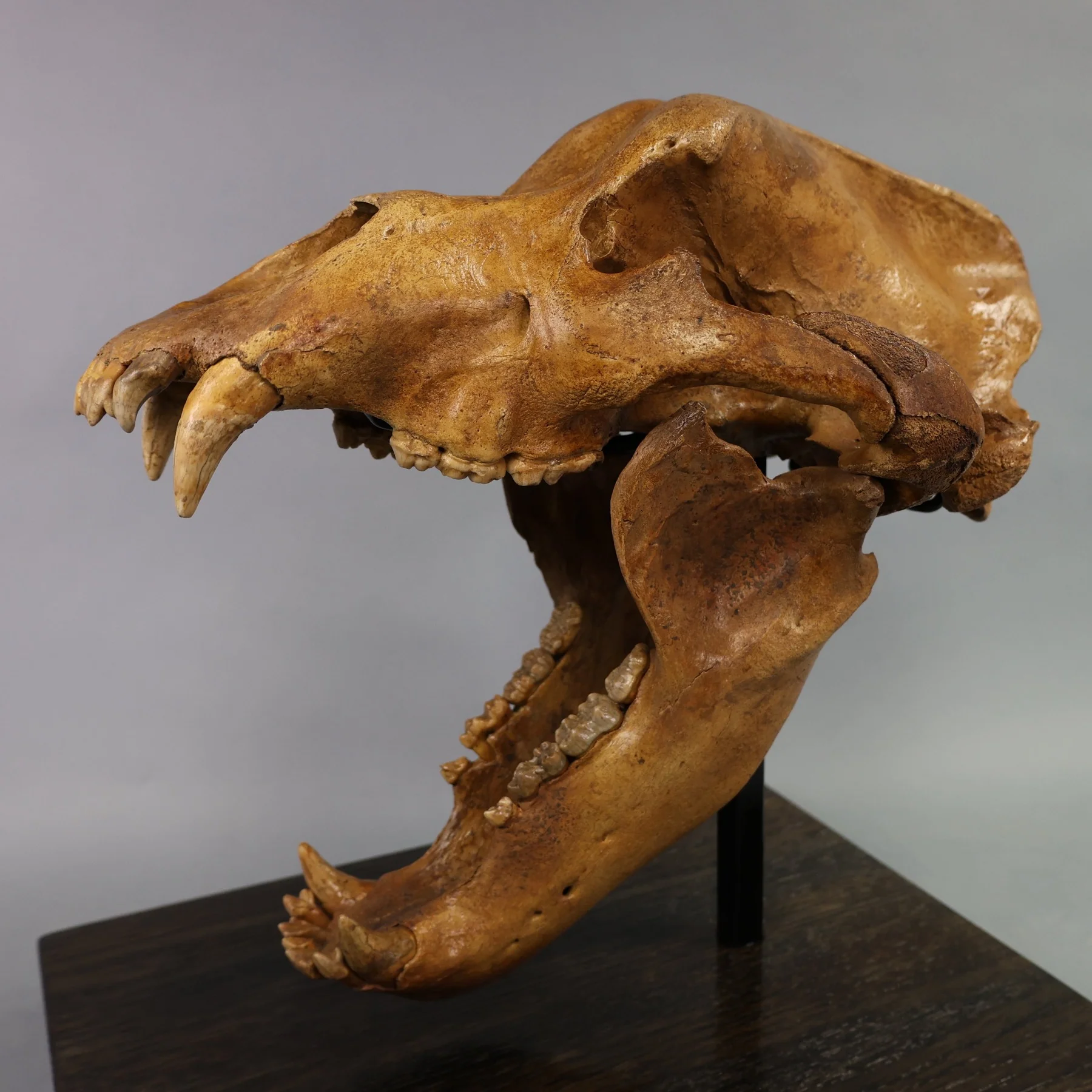 Fossil Cave Bear Skull, 19” - Image 3