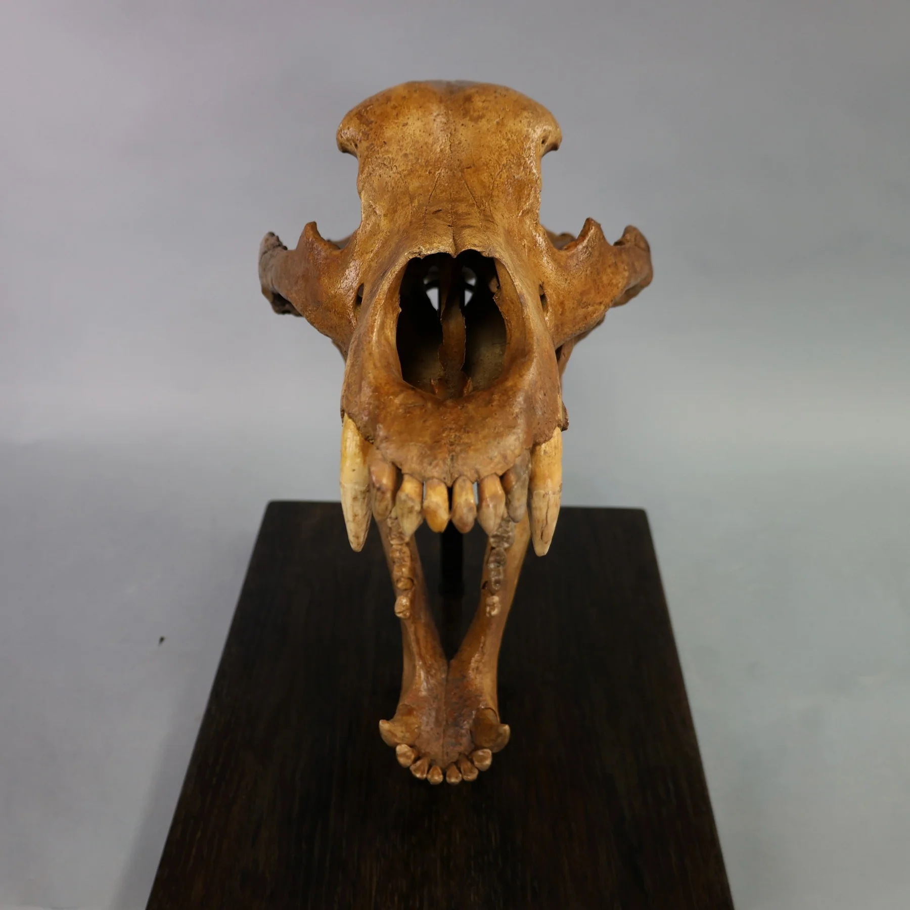 Fossil Cave Bear Skull, 19” - Image 4