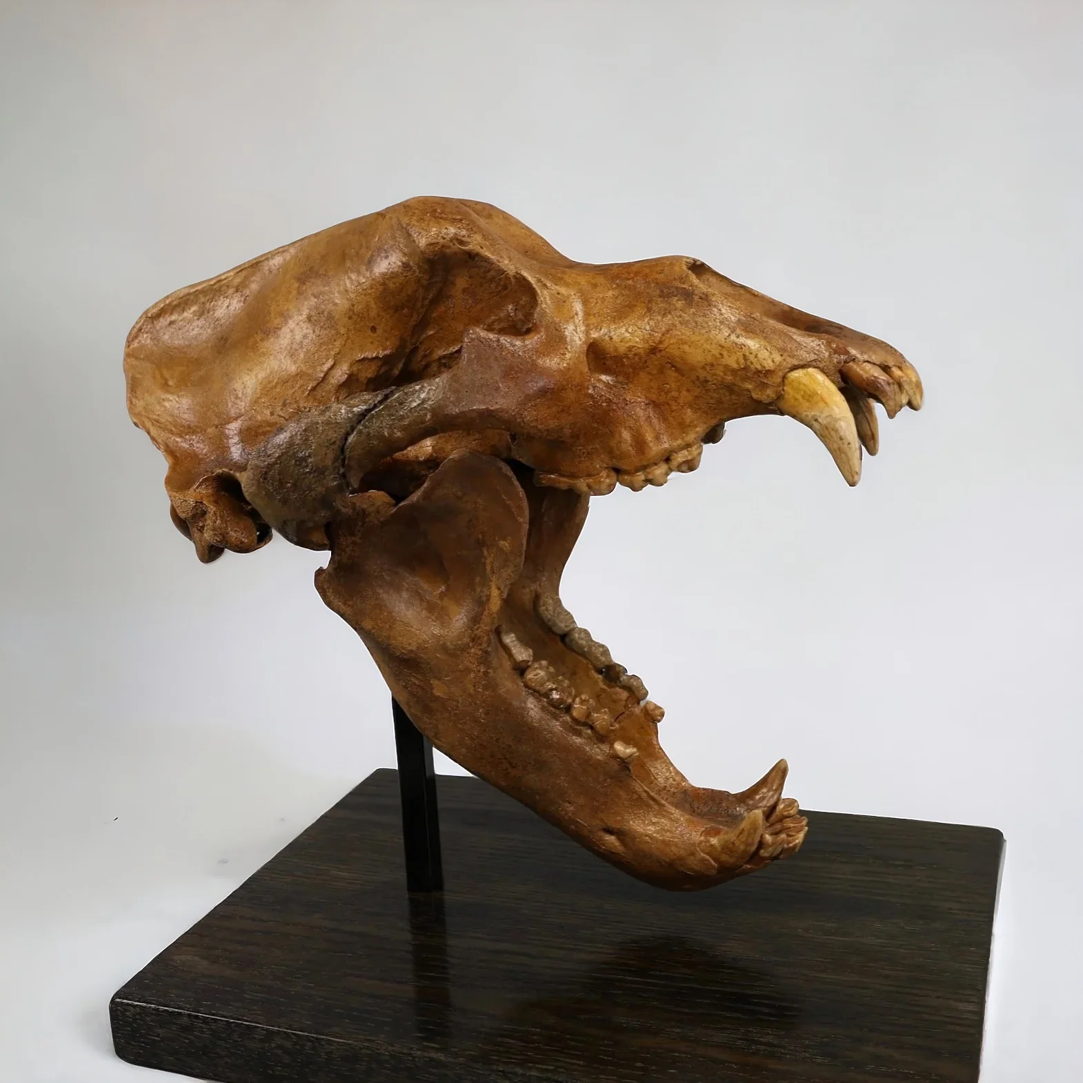 Fossil Cave Bear Skull, 19” - Image 5