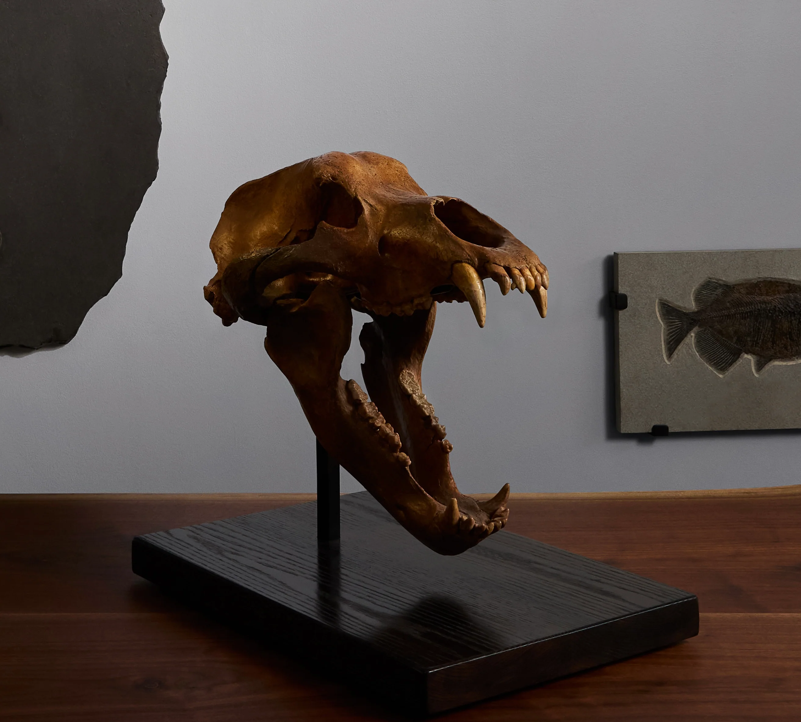 Fossil Cave Bear Skull, 19” - Image 7
