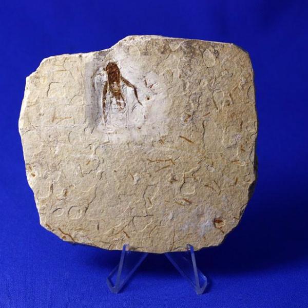 Fossil Cricket from Crato, Brazil - Image 3