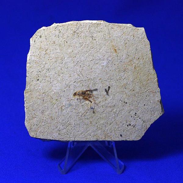 Fossil Cricket from Crato, Brazil - Image 3