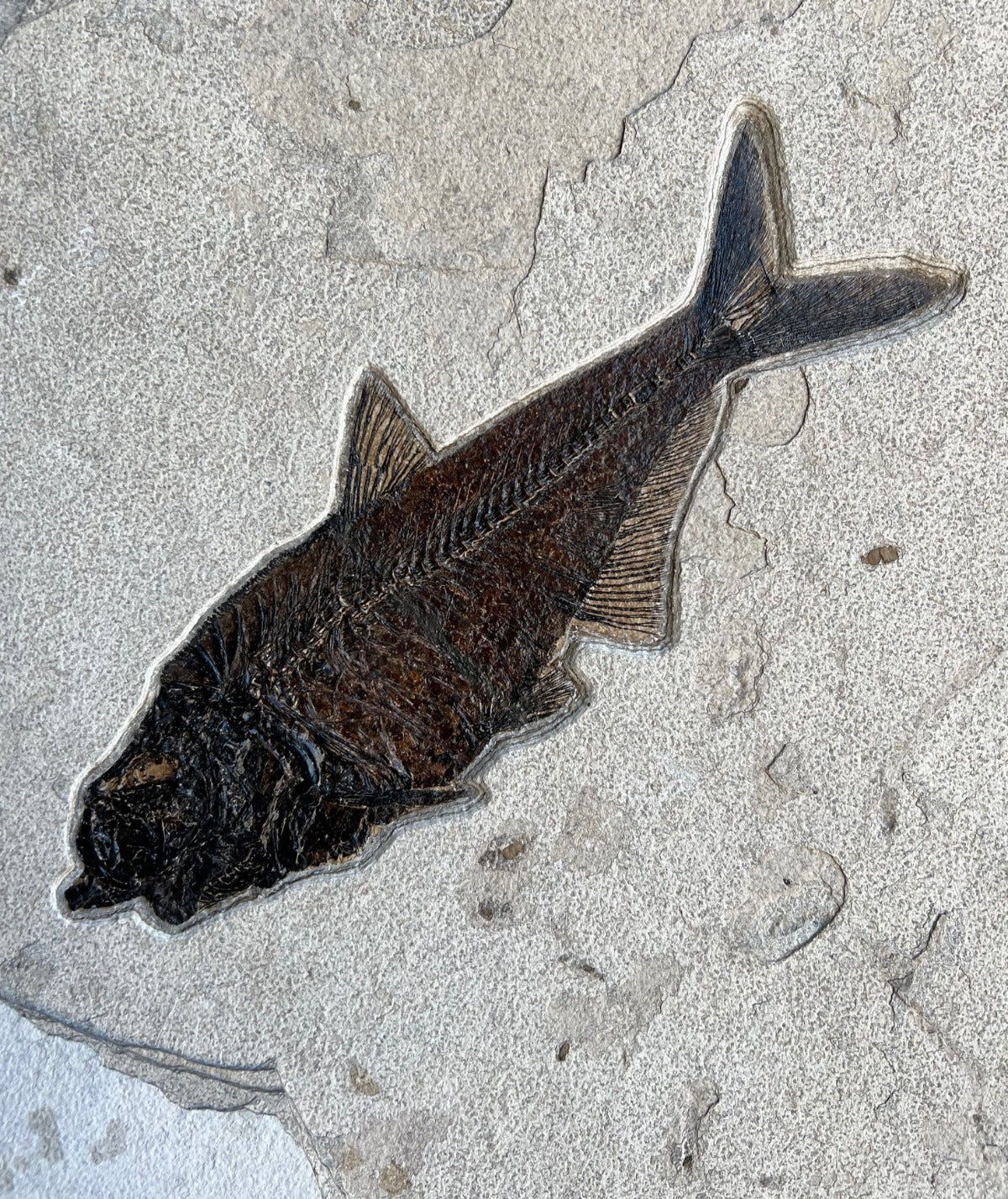 Fossil Fish Mural - 40 x 30 inches - Image 3