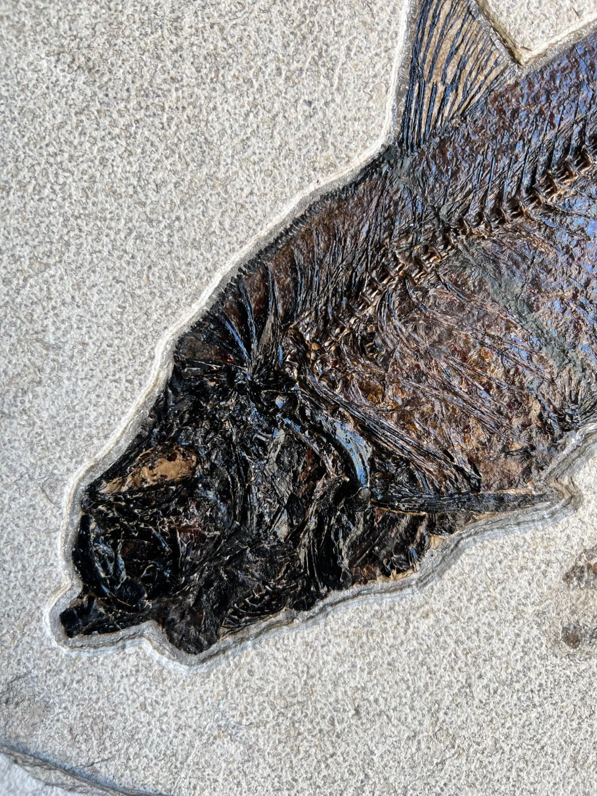 Fossil Fish Mural - 40 x 30 inches - Image 4