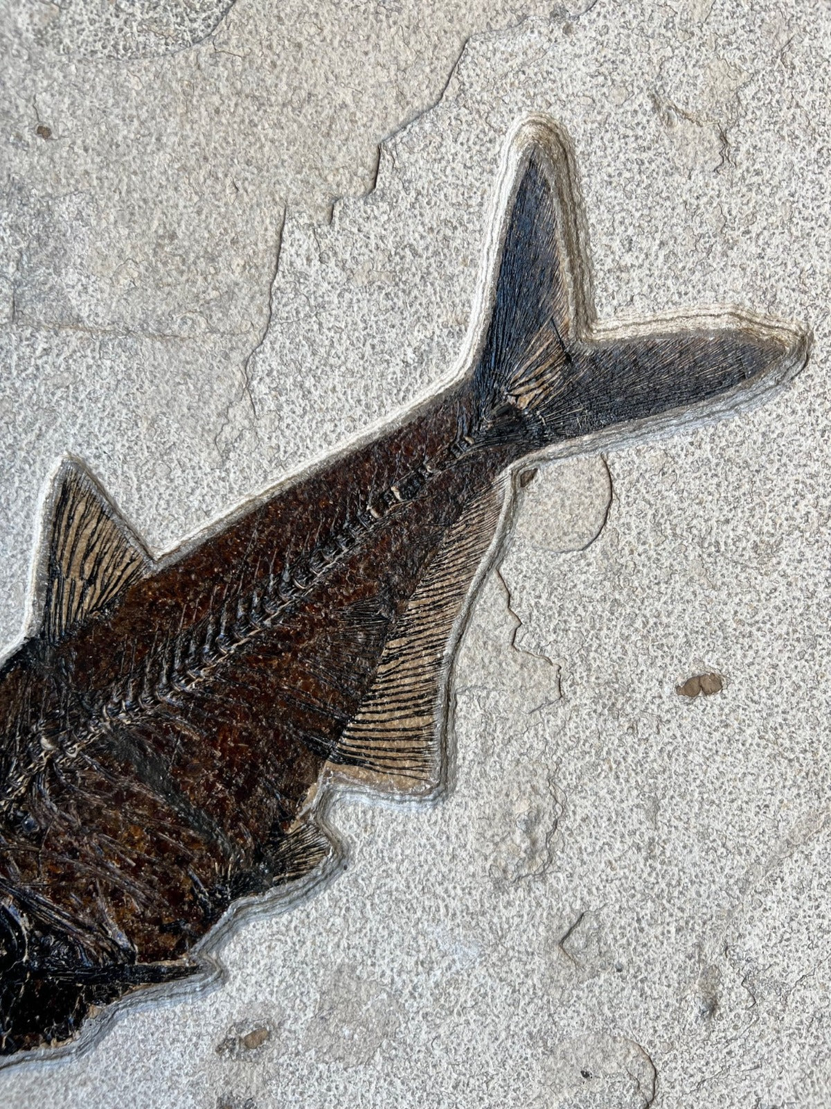 Fossil Fish Mural - 40 x 30 inches - Image 5