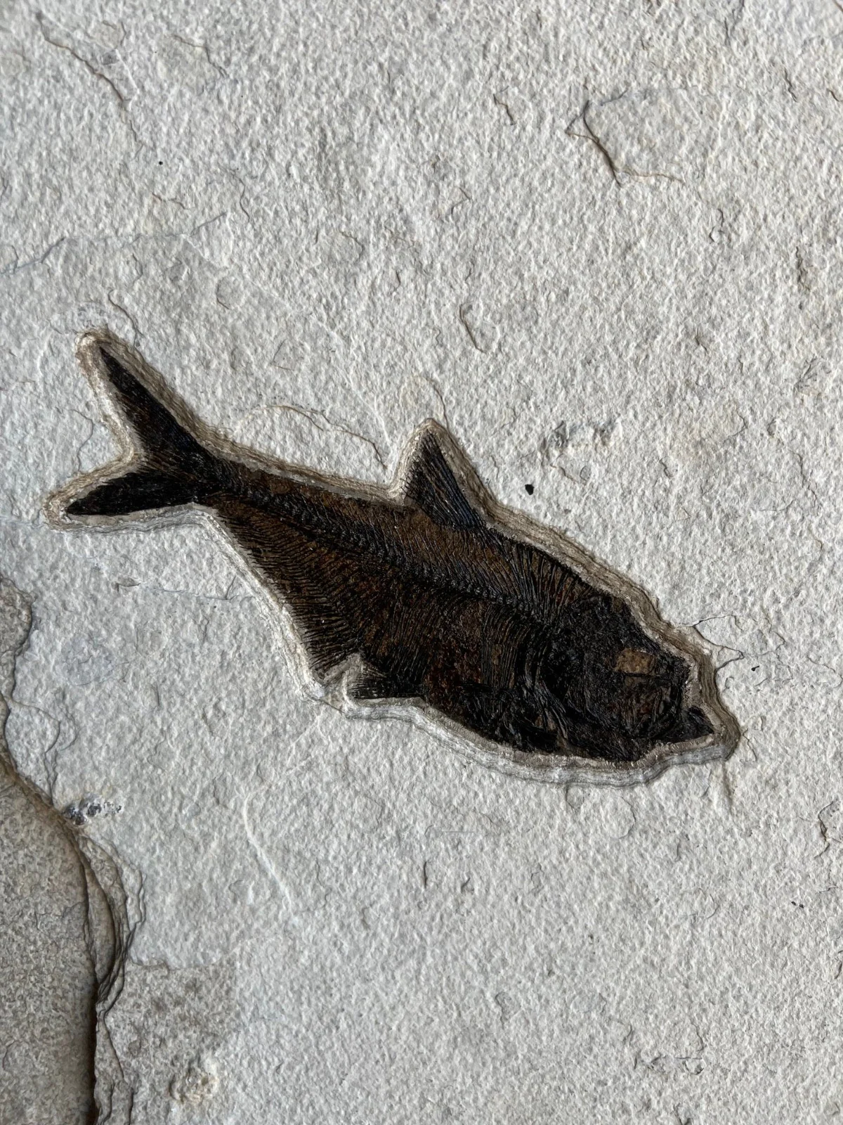 Fossil Fish Mural - 40 x 30 inches - Image 6