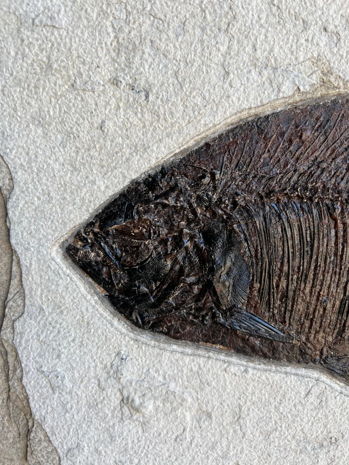 Fossil Fish Mural - 40 x 30 inches - Image 7