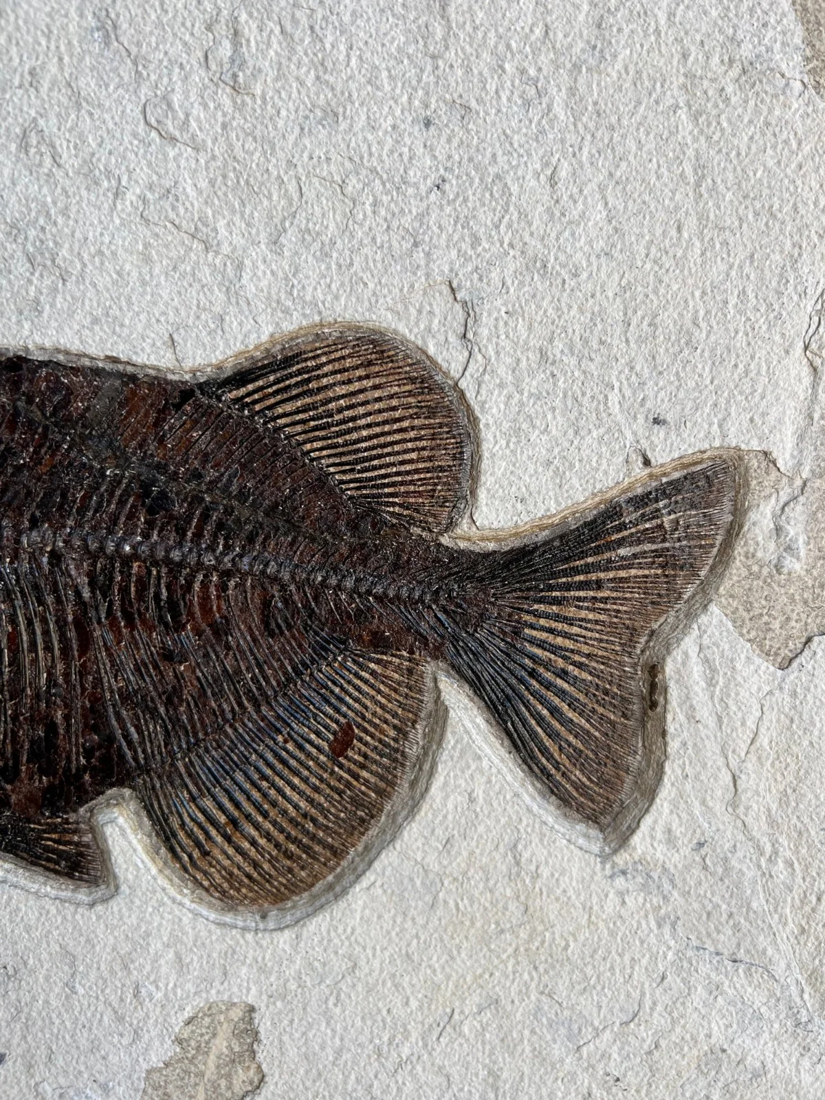 Fossil Fish Mural - 40 x 30 inches - Image 8