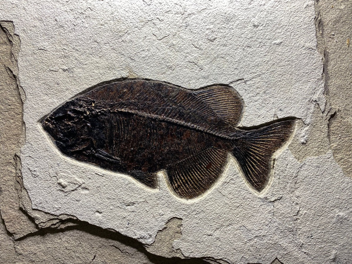 Fossil Fish Mural - 40 x 30 inches - Image 9