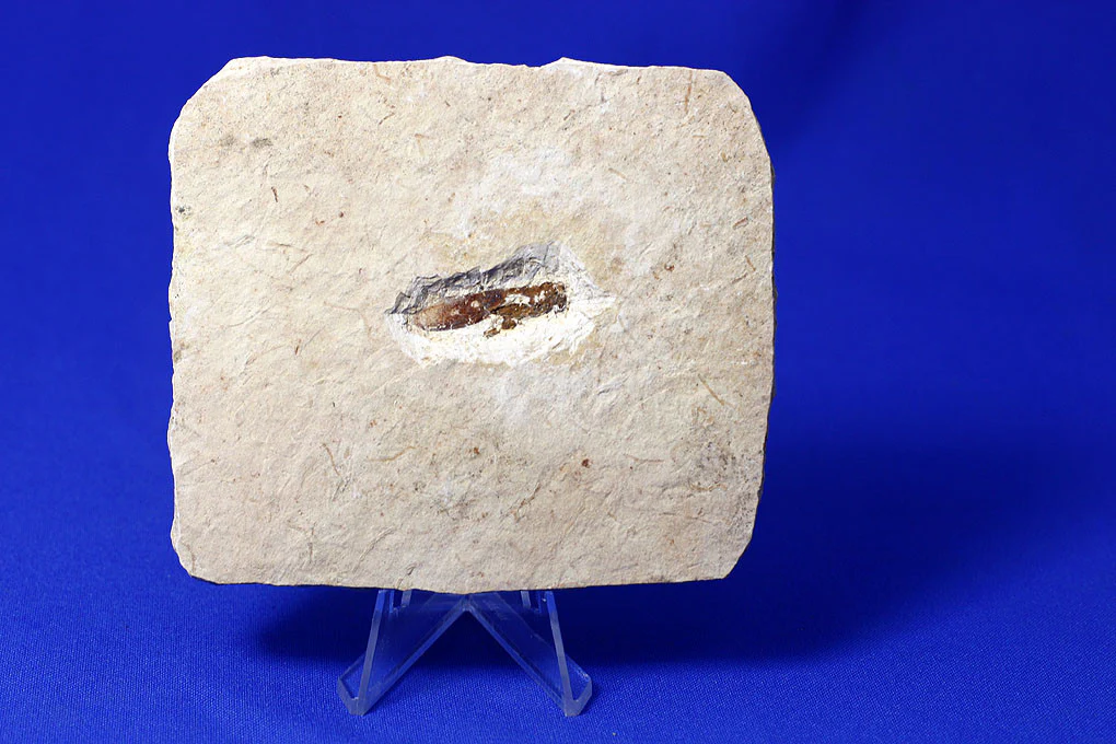 Fossil grashopper from Crato, Brazil - Image 3