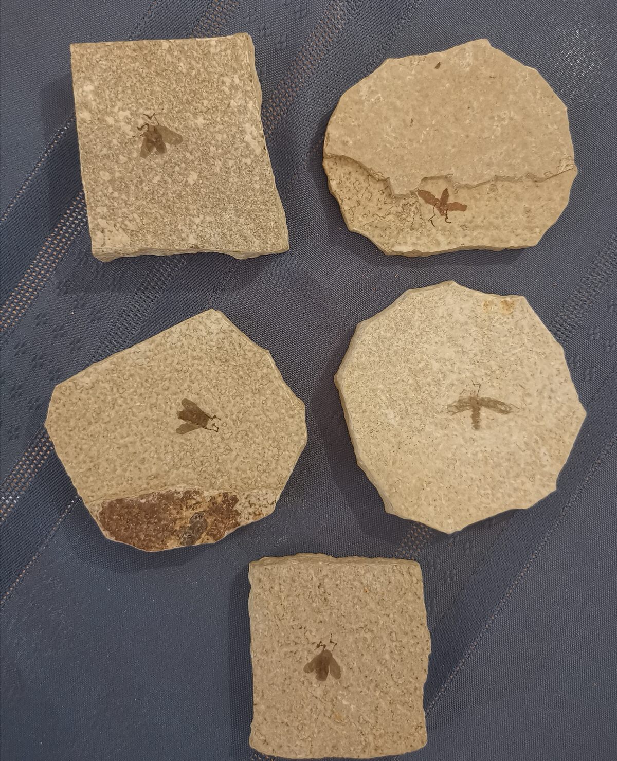 Set of 5 Fossil March Flies (Love Bugs) - Image 3