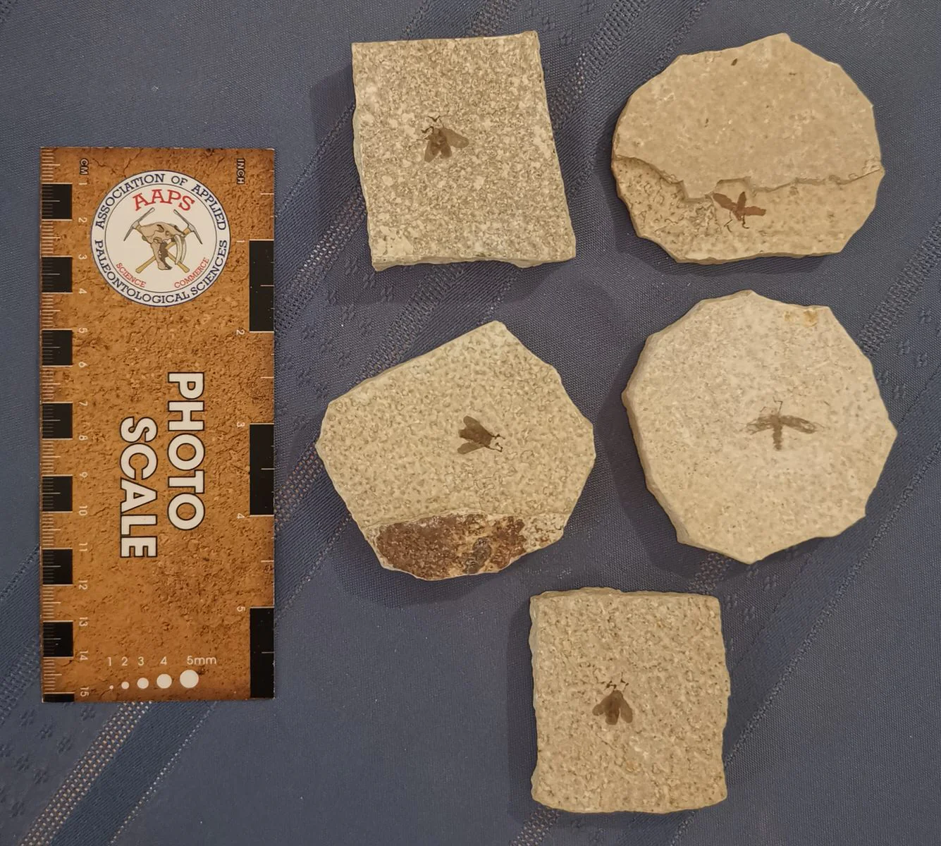 Set of 5 Fossil March Flies (Love Bugs) - Image 4