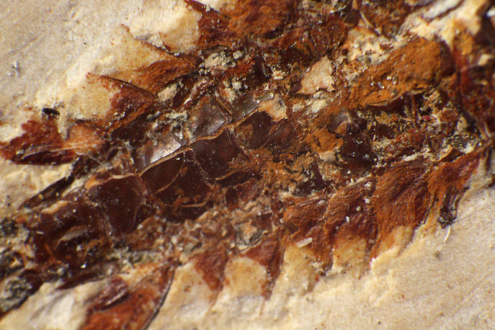 Fossil Mayfly Nymph - Crato Formation, Brazil - Image 3