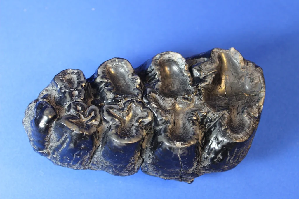 Gomphothere Upper Molar (Shovel-tusked Elephant) - Image 3