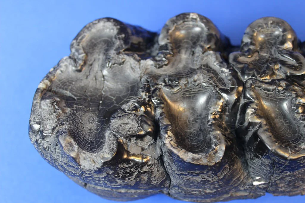 Gomphothere Upper Molar (Shovel-tusked Elephant) - Image 5