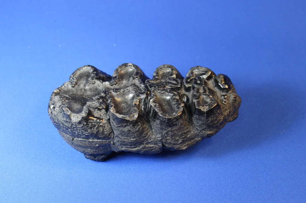 Gomphothere Upper Molar (Shovel-tusked Elephant) - Image 6
