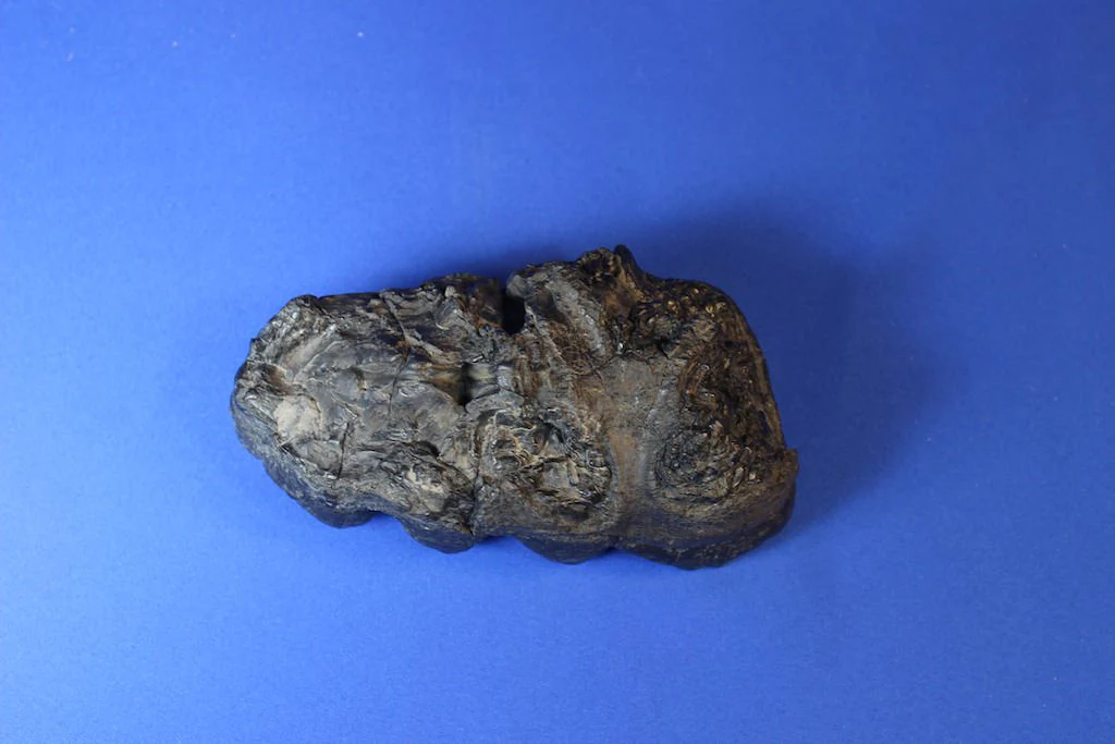 Gomphothere Upper Molar (Shovel-tusked Elephant) - Image 7