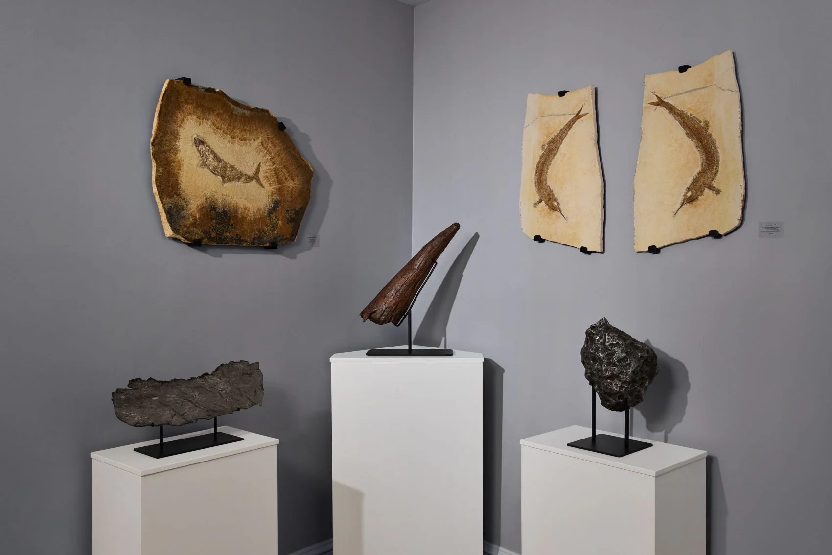 Iron Meteorite Slice, Aletai - 2.95 kg - Image 6