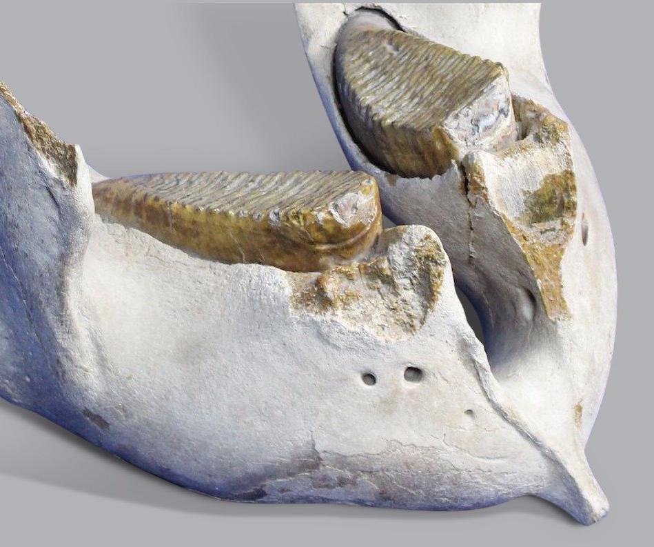 Incredible Mammoth Jaw from Hungary - 1.9 feet - Image 3