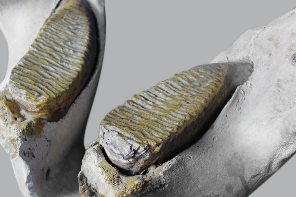 Incredible Mammoth Jaw from Hungary - 1.9 feet - Image 5